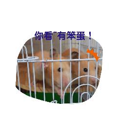 啾啾家族3