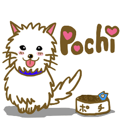 Dog pochi of the northern country
