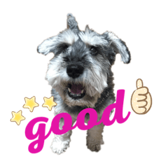 JACK, the Miniature Schnauzer