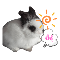 panda_20200508174005