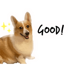 ymdprpr_corgi1