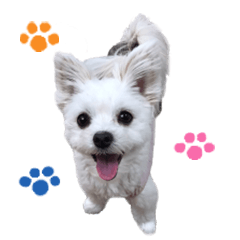 Coco Stickers(Maltese&Pomeranian)