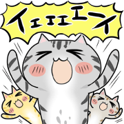 Love American Shorthair Love American Shorthair