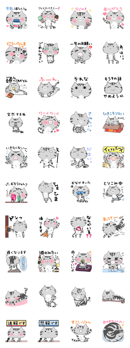 Love American Shorthair Love American Shorthair