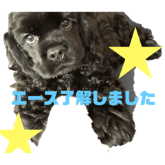aoiace2020aoiace2020