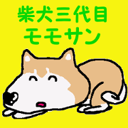 Shiba inu MOMO chan the third as well! 3