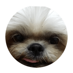 Mochi_20200508222949