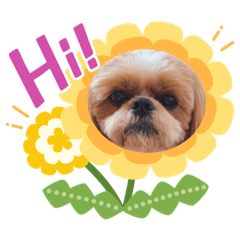 ShihTzu_Koh chan