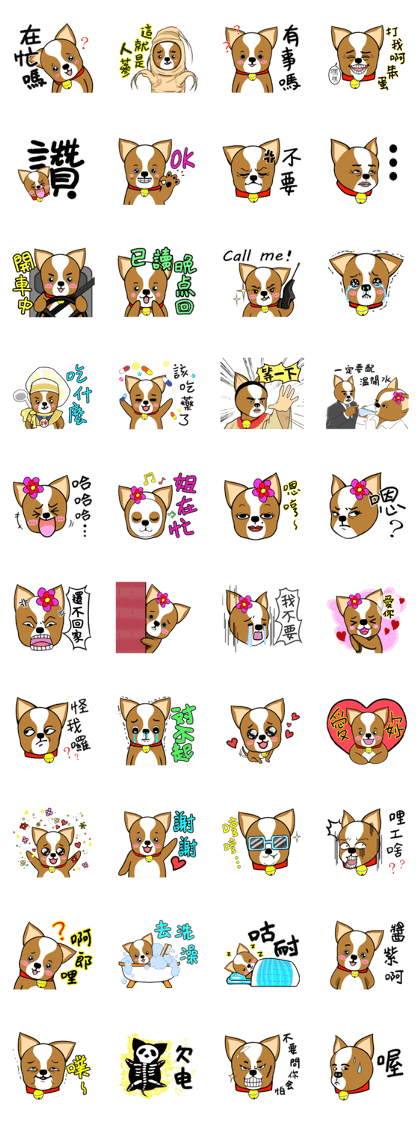 Chihuahua puppy Chihuahua puppy