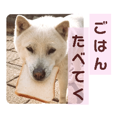 紀州犬のらん♪日常会話