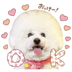 ビションフリーゼ大集合 Line スタンプ Line Store ビションフリーゼ大集合 Line スタンプ Line Store