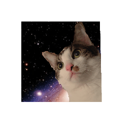 melon_20200512183608