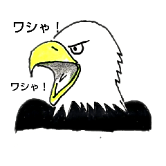 White head eagleワシゃワシゃ