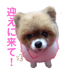 Pomeranian RARA