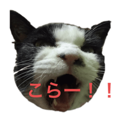 cherry_20200512234148