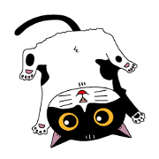 Black and white cat One Mi