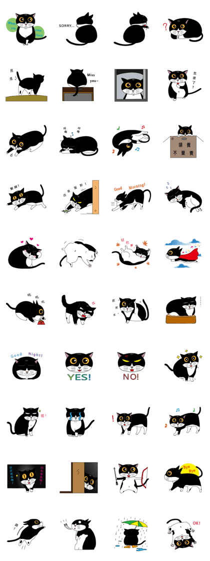 Black and white cat One Mi