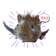 kiki 的日常生活