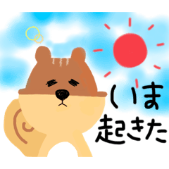 SUZU-Castella squirrel