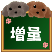 toy-poodle2 toy-poodle2