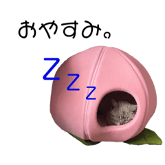 cocoa_20200512203705