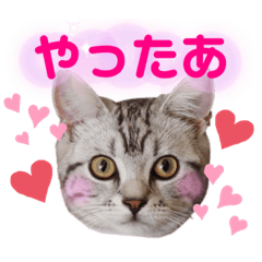 hana!hanacat!handmadestamp2