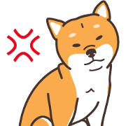 Japanese Shiba Inu hanako2