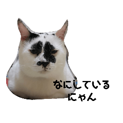 nekochan_20200513095558