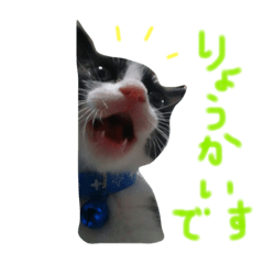 cat kotethu