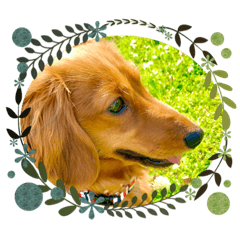 coron.miniature ducks