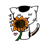 Tortoiseshell cat MIKE