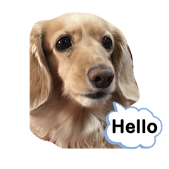 stamp of miniature Dachshund