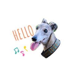 I'm HEIDHI !! -Whippet