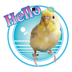 Cute Playful Parakeet