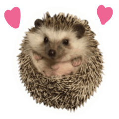 Hedgehog HARIBO Move Sticker Photo