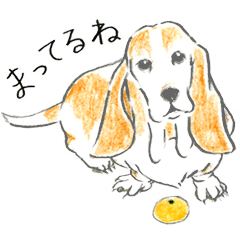 Shaggy Basset hound