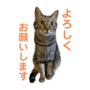 misa_20200513200320