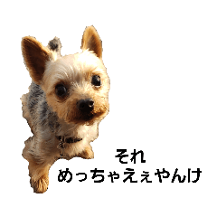 Yorkshire Terrier (J)_20200513163600