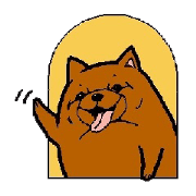 Daily life of POMERANIAN "BEAR". Daily life of POMERANIAN "BEAR".