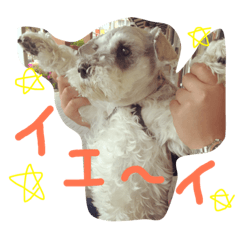 Miniature Schnauzer Coo