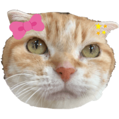 ringo_20200513154508go