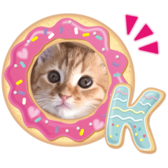 Cat Mr.Aru