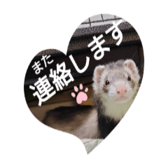 The ferret life