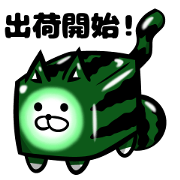 Square watermelon cat