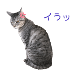 Angry Cat Sock