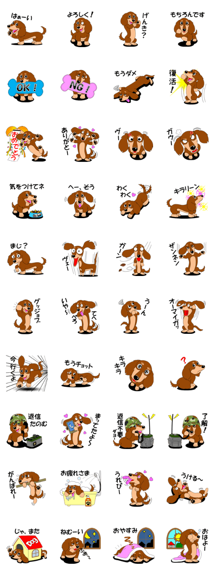 Cute miniature Dachshund