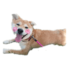 suzu_20200514101703