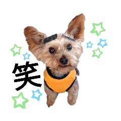 sora Yorkshire terrier