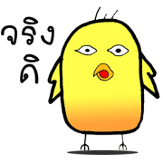 Crazy Chicks