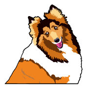 Exciting Sheltie